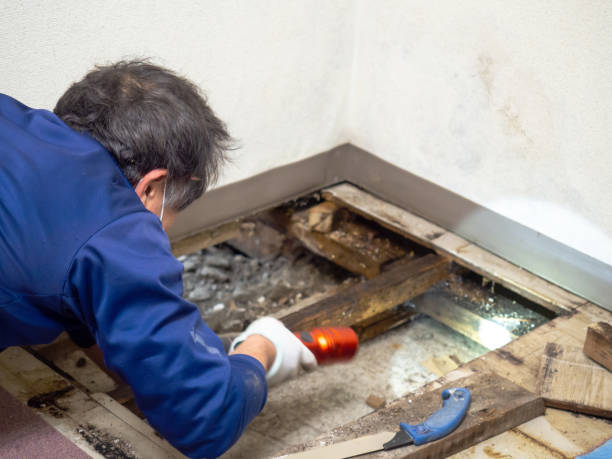 Best Mold Remediation  in Oceana, WV