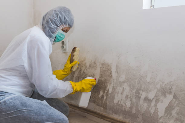 Best Black Mold Removal  in Oceana, WV