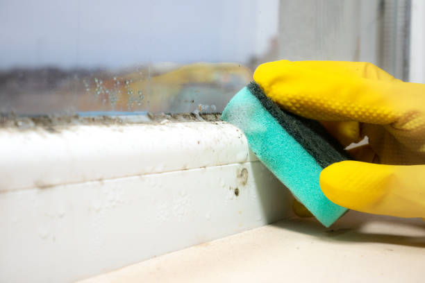 Mold Removal and Inspection in Oceana, WV