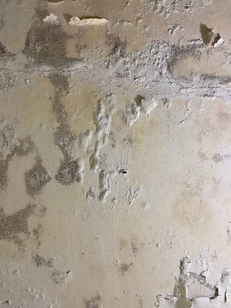 Best Office Mold Removal Services  in Oceana, WV