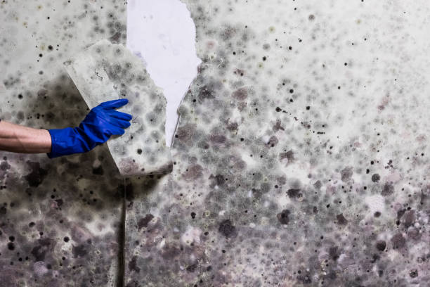 Best Mold Removal Company Near Me  in Oceana, WV